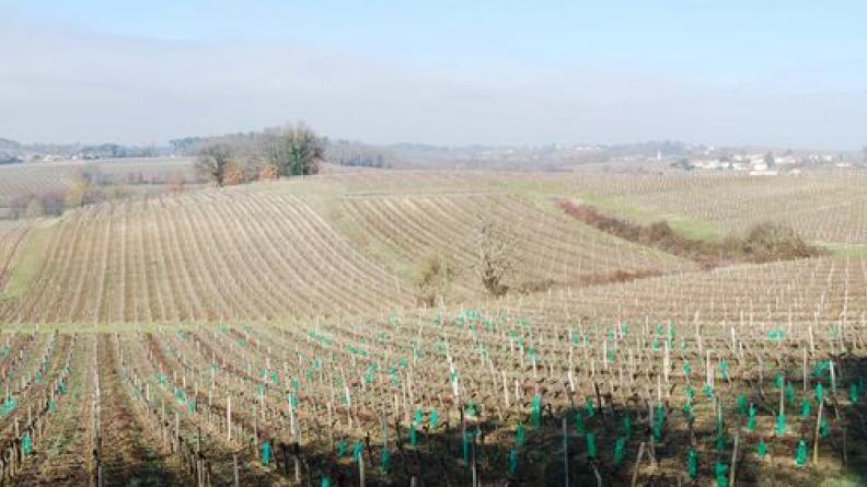 Le vallon du ruisseau de Gabillard étend ses pentes viticoles, ponctuées de bosquets et d'habitations - Lansac