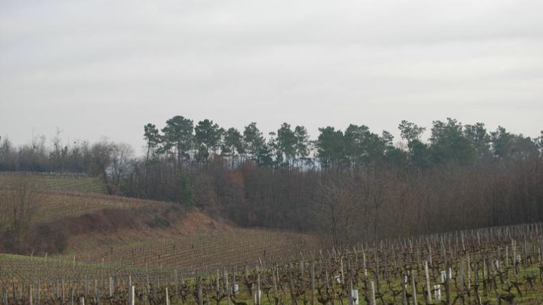 Un boisement mixte occupe le fond de ce vallon au nord de Samonac