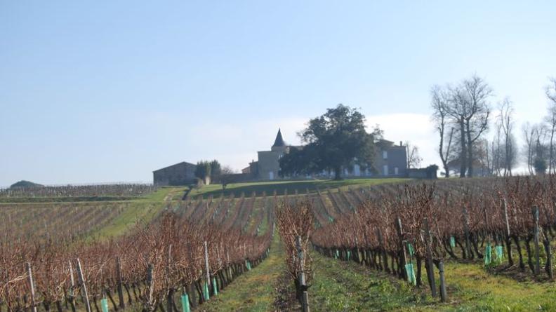 Château Puynard et son chêne vert remarquable - Berson