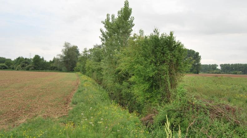 La recréation de haies en bordure des fossés de drainage permet de recomposer les paysages de grandes cultures issus du remembrement et de recréer des continuités écologiques dans les plaines agricoles - Saint-Pierre-de-Monts