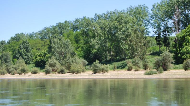Quelques plages de graves se reconstituent sur les berges de la Garonne, du côté convexe de certains méandres : la végétation s'installe rapidement sur ces terrains et forme les prémices d'une ripisylve spontanée - Floudès