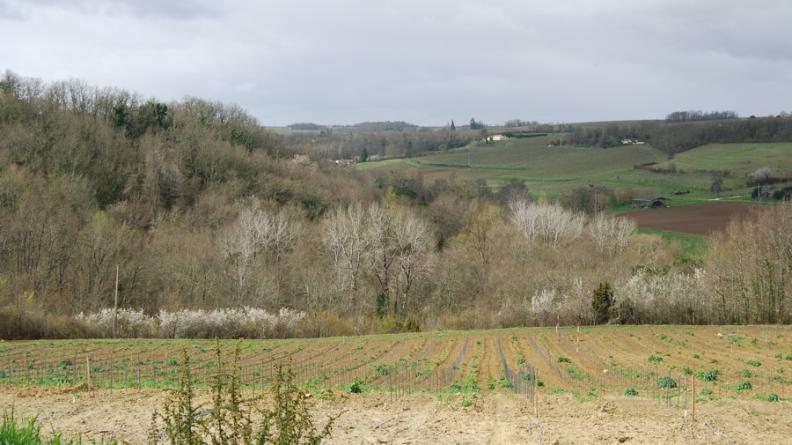 Le coteau du vallon de la Soulège a été abandonné aux boisements - Saint-Avit-de-Soulège