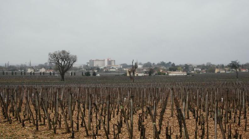 Au sein des vignes, on distingue l'allée plantée de Château Plince (à gauche) et, au fond, les franges bâties de Libourne - Pomerol
