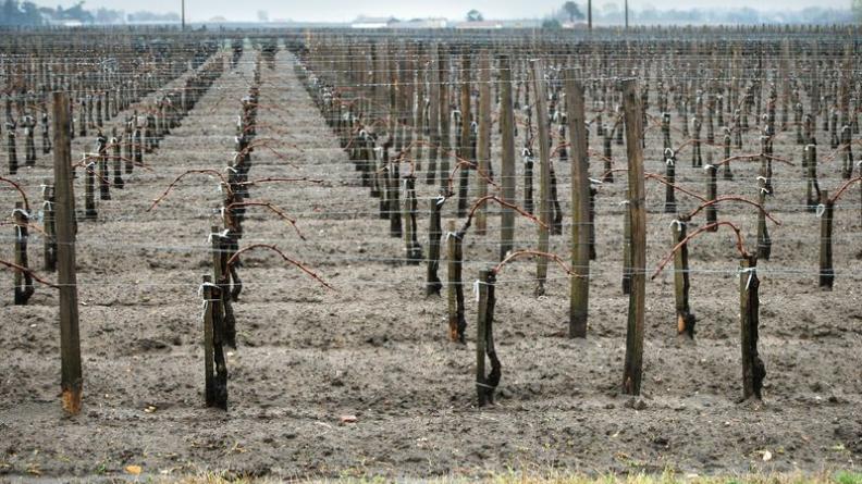 Les règes se succèdent et forment un paysage très dessiné - Pomerol