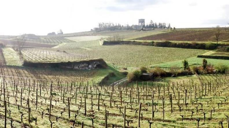 Les paysages construits des vallons offrent des structures riches et complexes - Saint-Emilion