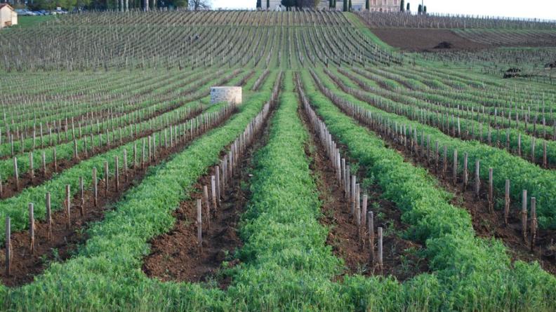 Premier département viticole français, la Gironde enregistre une progression des méthodes alternatives aux traitements chimiques systématiques. Ainsi, 80% du vignoble bordelais disposait d'un enherbement permanent en 2006 (Agreste, 2008).