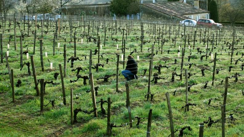 Chaque pied de vigne est travaillé à la main - Saint-Laurent-des-Combes