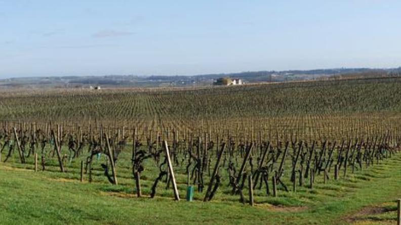 La régularité des règes souligne les reliefs, même très doux - Saint-Hippolyte