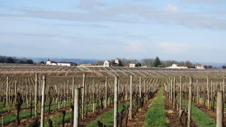 Les lignes d'échalas révèlent l'organisation très précise des paysages - Saint-Hippolyte