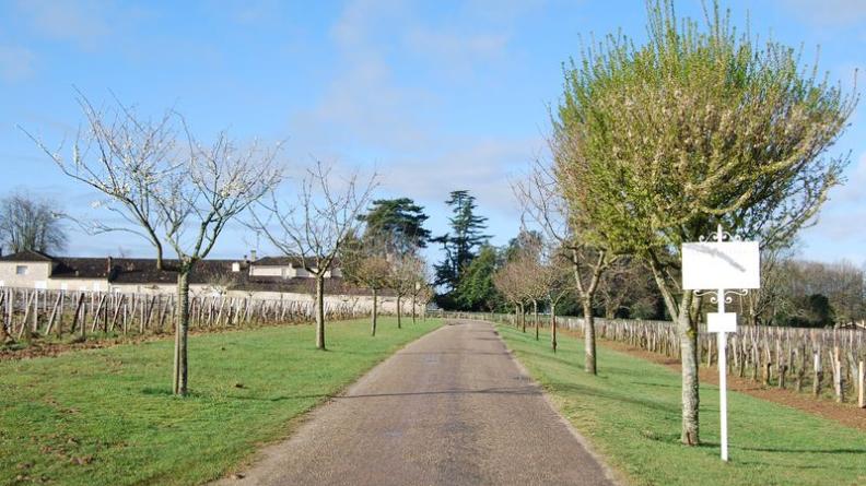 L'allée plantée devant Château Ferrand - Saint-Hippolyte