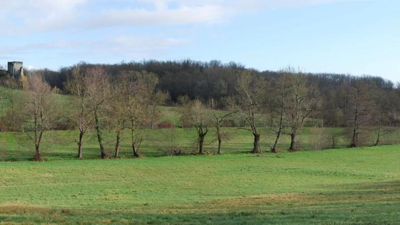 La ripisylve de la Barbanne agrémente le paysage du vallon - Saint-Genès-de-Castillon