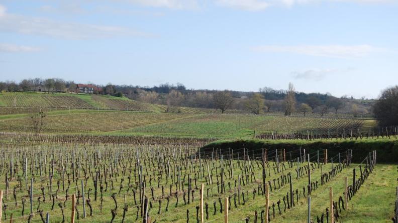 Une part de plus en plus importante des vignes est aujourd'hui enherbée, offrant aux regards un paysage viticole plus verdoyant et réduisant l'utilisation de produits chimiques dans les exploitations - Saint-Genès-de-Castillon