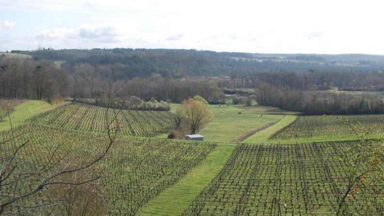 Les boisements du Landais s'imposent après les vignes - Gardegan-et-Tourtirac