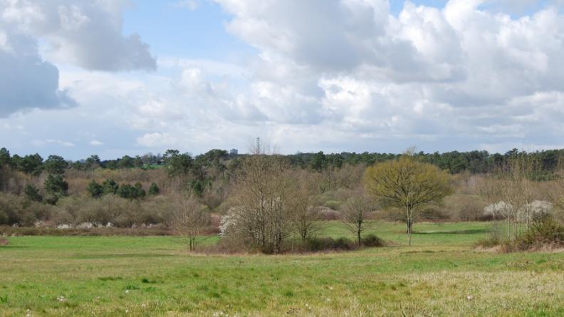 Certains paysages de coteau tendent à se fermer du fait du boisement spontané des friches - Saint-Christophe-de-Double