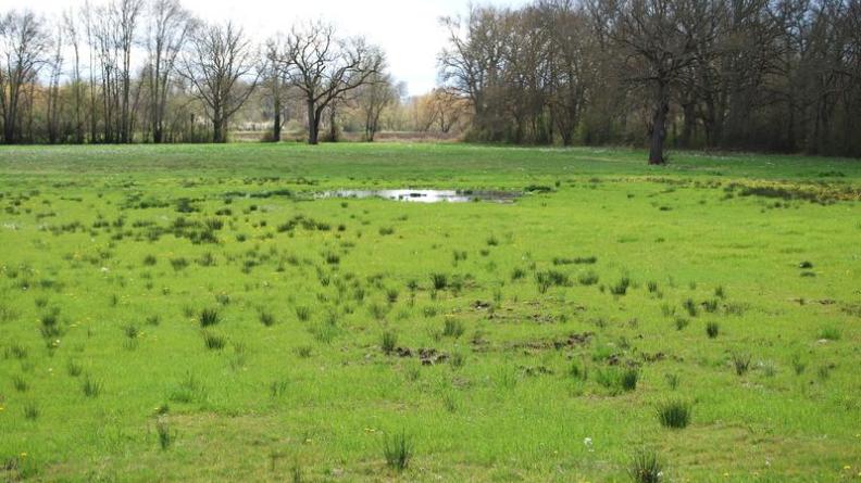 La vallée inondable de l'Isle présente de riches paysages de bocage - Guîtres
