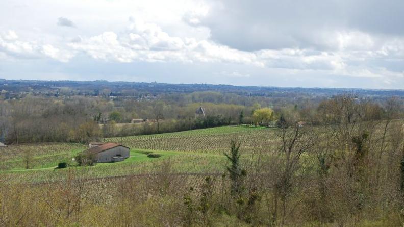 Viticulture et forêt alternent et composent les paysages - Bonzac