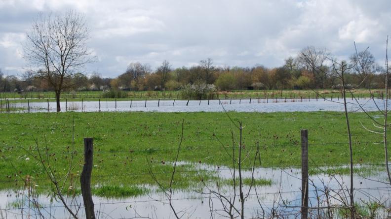 Ces prairies humides préservées dans la vallée de l'Isle assurent au cours d'eau un vaste champ d'expansion en cas de crues - Saint-Denis-de-Pile