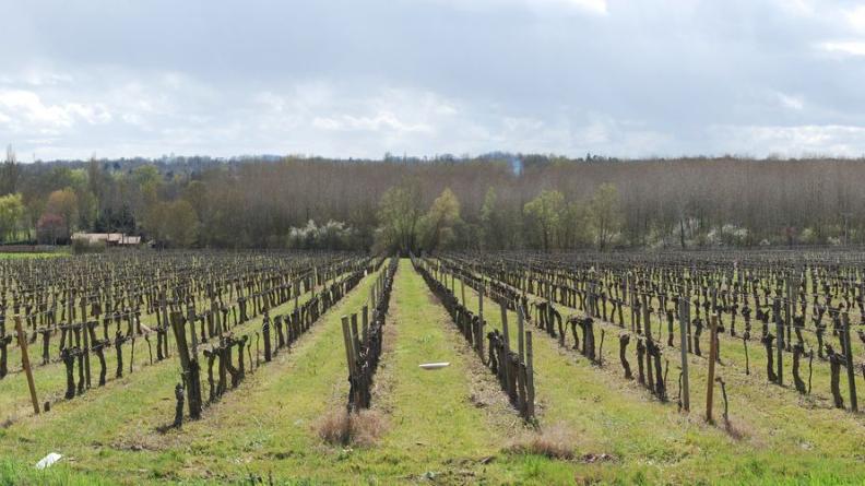 Les pentes viticoles s'achèvent sur les boisements des vallons - Galgon
