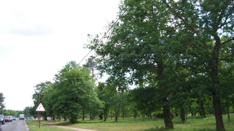 Ce bois préservé en limite de ville forme aujourd'hui un espace naturel précieux