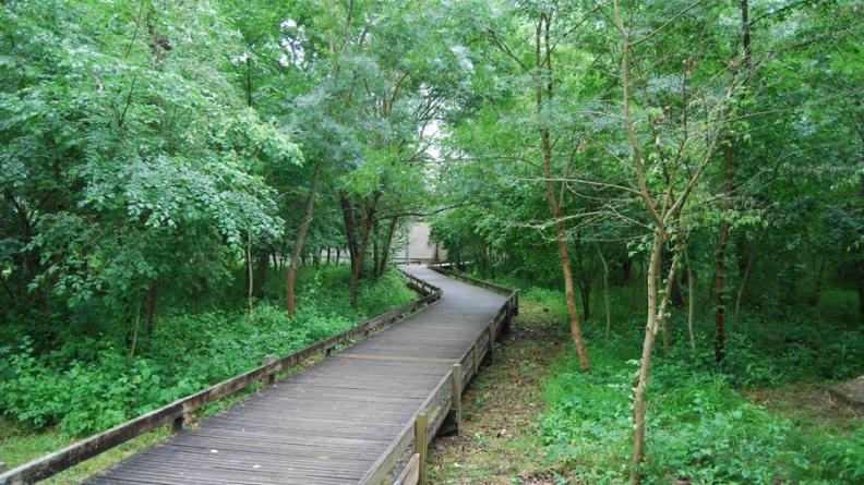 Ces sentiers, formés de platelages de bois surélevés, permettent aux promeneurs de découvrir les milieux humides des bords de Garonne sans leur nuire - Bègles