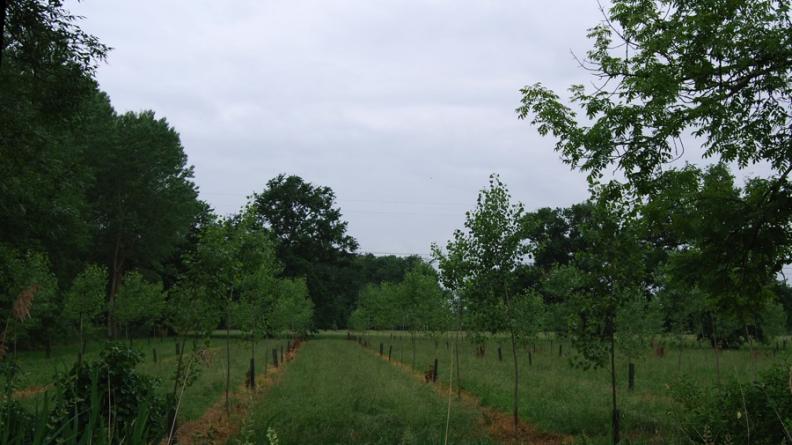 Les peupleraies s'inscrivent plus facilement dans des paysages bocagers : les haies arbustives et arborées constituent alors des lisières feuillues qui assurent la transition entre les espaces dégagés des prairies et le couvert des peupliers ; de plus, les horizons moins dégagés du bocage intègrent plus facilement la présence des bois en timbres-poste - Cadaujac