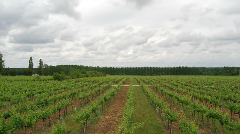 Les vignes s'étirent en longs règes parallèles, on perçoit l'allée de terre blanche de Château l'Hurbe - Saint-Laurent-d'Arce