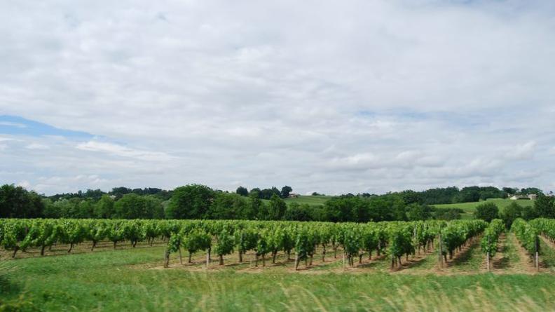 Les collines offrent des horizons ondulés et verdoyants - Bourg