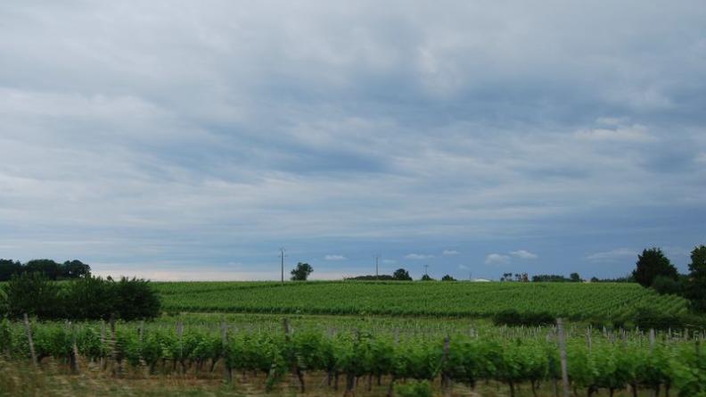 Sur la RD937, au nord de Saint-Martin-Lacaussade, la vigne couvre les dernières collines du Blayais