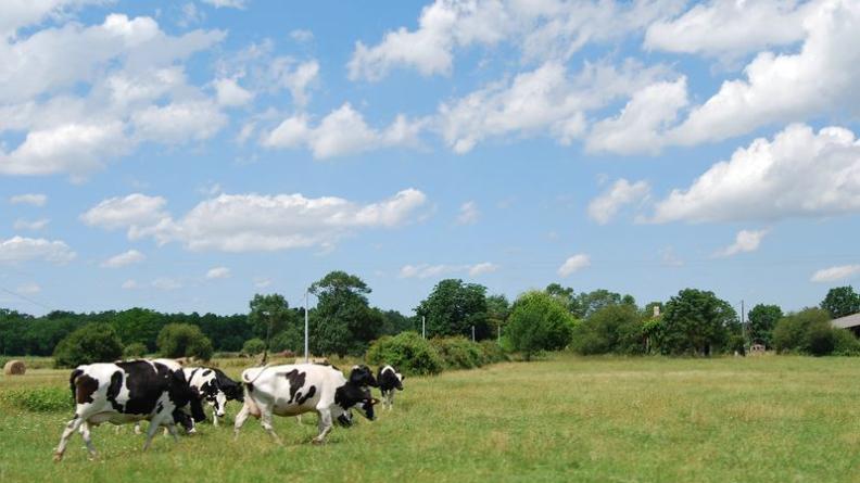 Les prairies pâturées dégagent des espaces ouverts - Civrac-de-Blaye