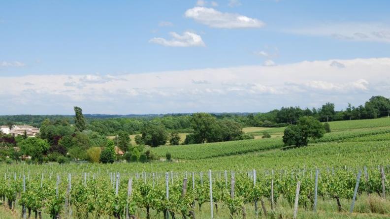 Vers le nord, les boisements du Cubzadais dominent l'horizon - Vérac