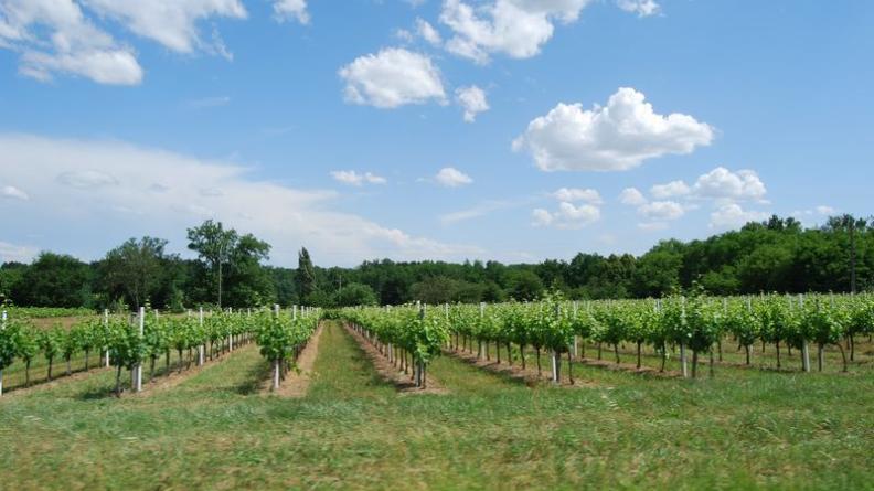 La vigne s'étend jusqu'aux boisements du vallon de la Moulinasse - Villegouge