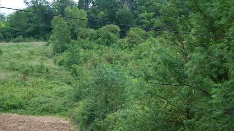 L'enfrichement des coteaux se poursuit au détriment des vignes - Loupiac