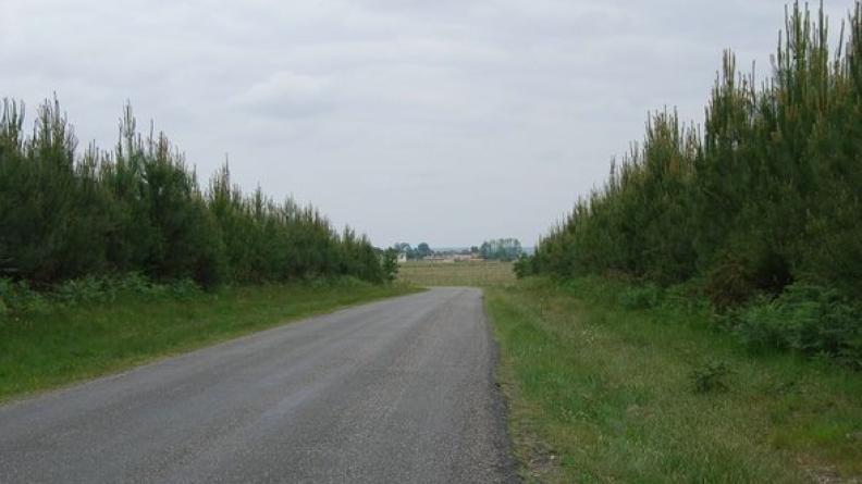 Après ces parcelles de jeunes conifères, la vigne s'étend à l'horizon - Sauternes.