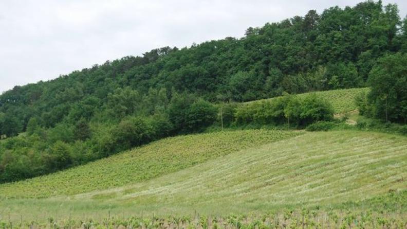 Les coteaux de l'Entre-Deux-Mers tendent à l'enfrichement - Sainte-Croix-du-Mont