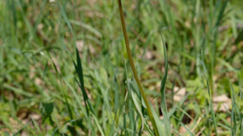 Tulipe précoce (Tulipa praecox)