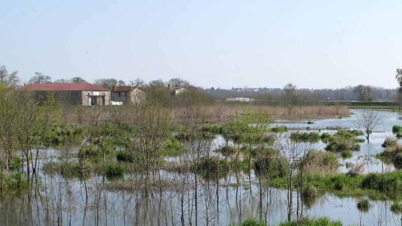 Renaturation de l'île nouvelle