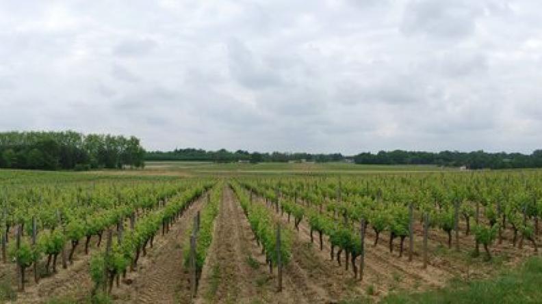 Le sombre horizon boisé cerne la vaste clairière de Sauternes