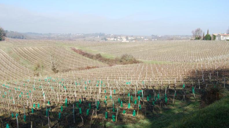 Ce talus embroussaillé pourrait accueillir une haie arborée - Lansac