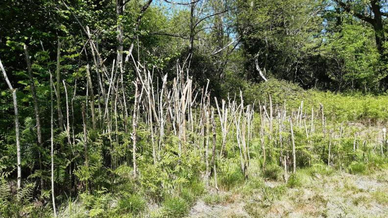 photos Landart