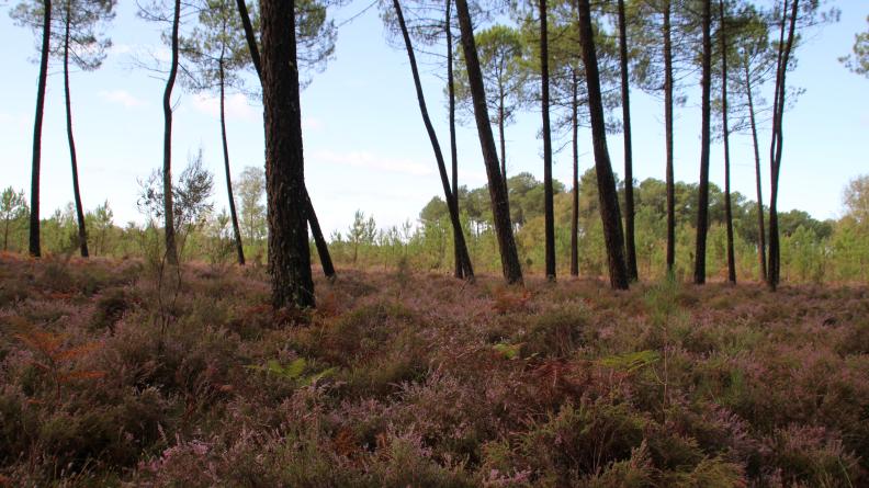 Forêt du domaine d'Hostens
