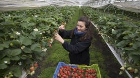 Floriane Laville, productrice de fraises