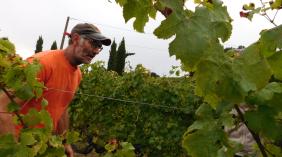 Vendanges à Berson