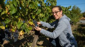 Céline pendant les vendanges