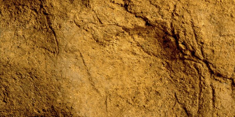 gravure d'un bison sur le mur de la grotte de Pair-non-Pair