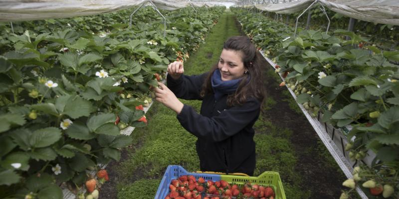 Floriane Laville, productrice de fraises