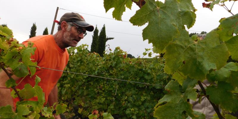 Vendanges à Berson