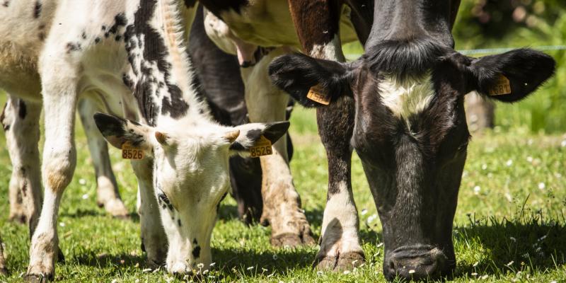 Vaches