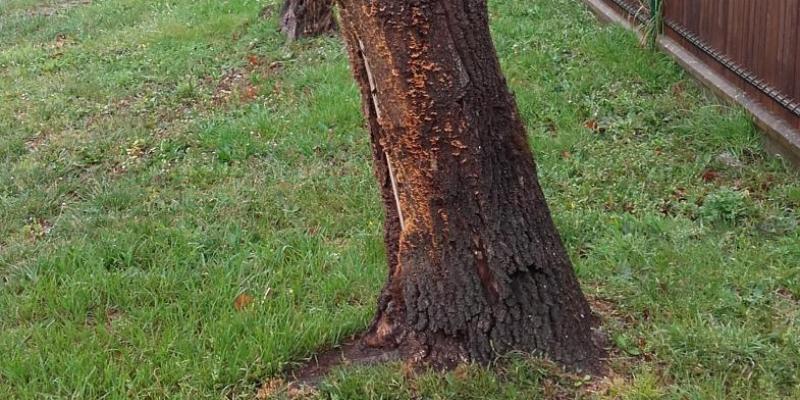 Stereum hirsutum sur chêne