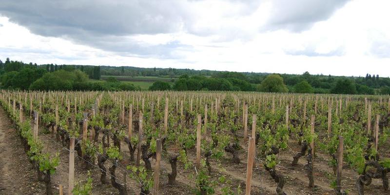 Les vallons marécageux - ici, celui du chenal de la Calupeyre - et leurs boisements succèdent au paysage de vignoble - Saint-Estèphe 