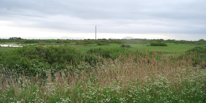 Milieux humides des marais au bord de la RD1215 - Soulac-sur-Mer 